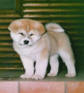 akita-inu.jpg